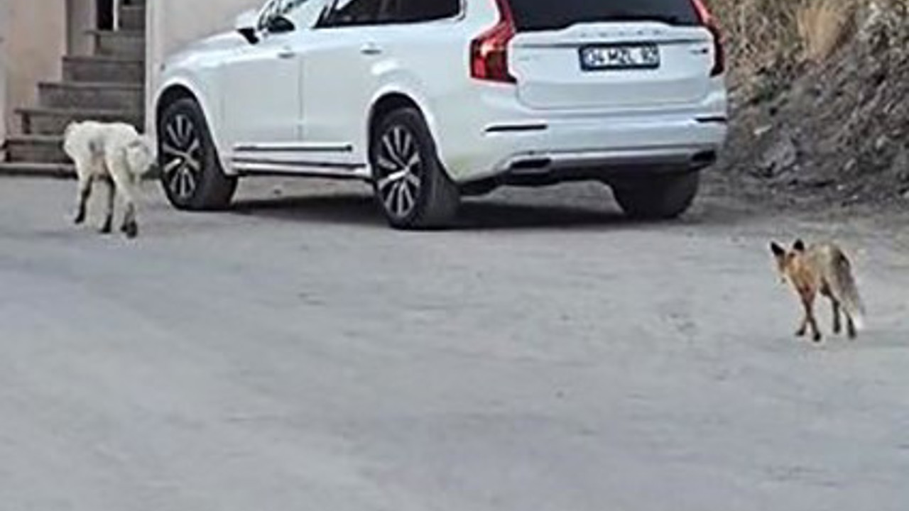 Köpeğin peşine takılan tilki kamerada
