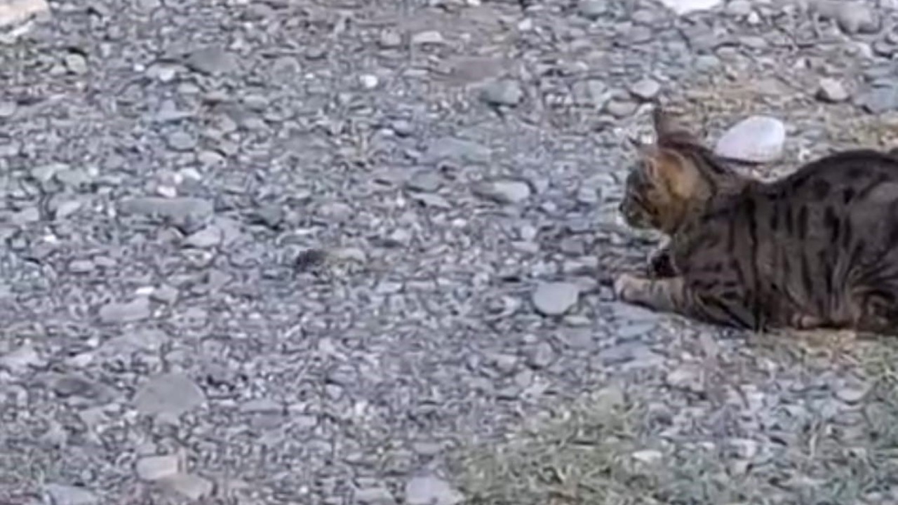Kedi fareyle top gibi oynadı
