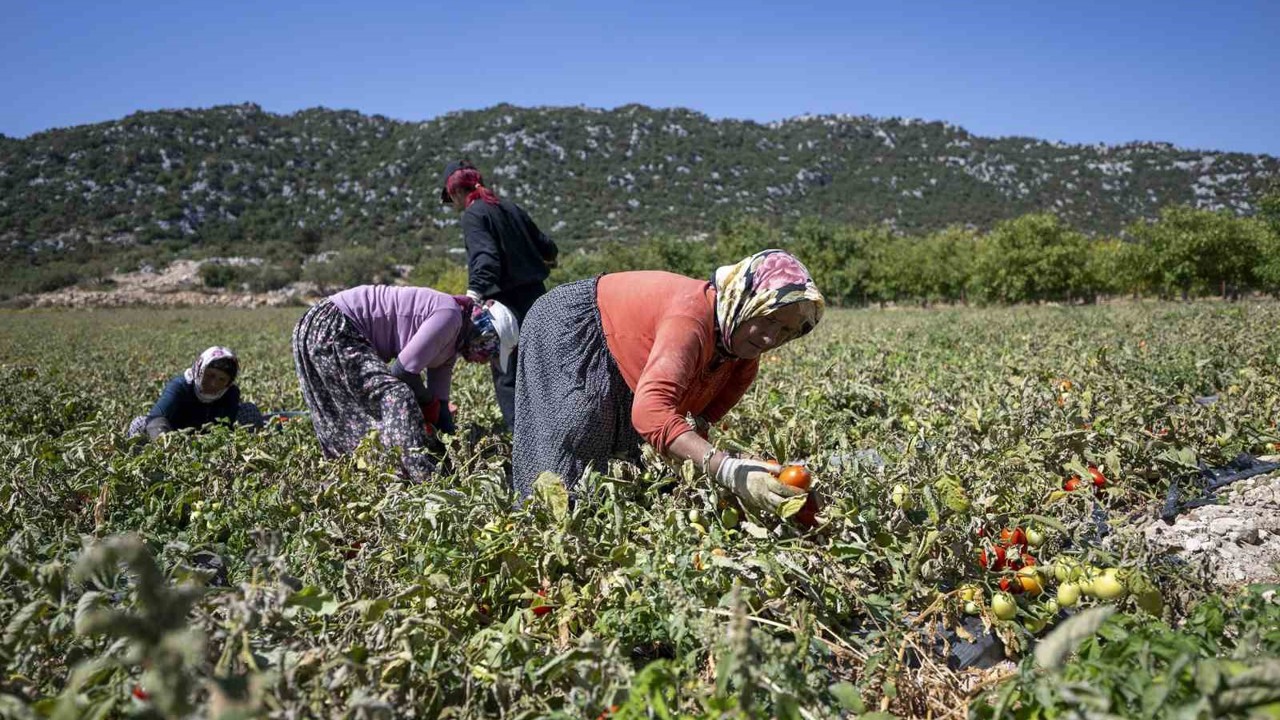 Mersin’de üreticiye yüzde 70 hibeli domates fidesi desteği
