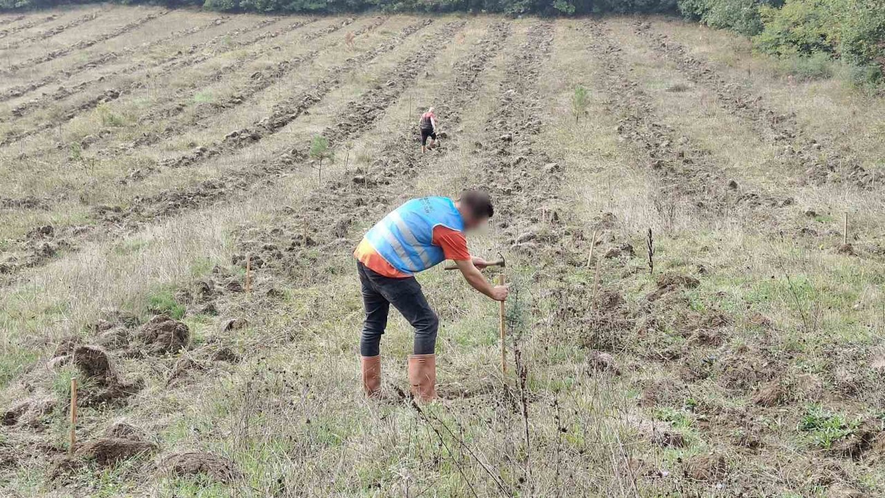 Düzce’de yanan orman alanları "Adalet Ormanı" ile yeniden yeşerecek
