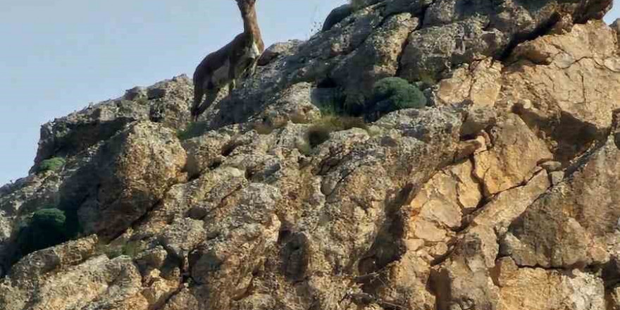 Ağrı’da kayaların usta tırmanıcısı dağ keçisi görüldü