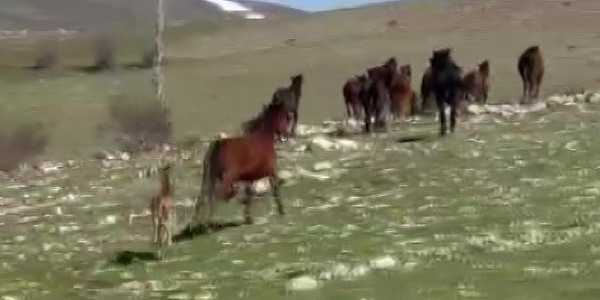 Yaşam