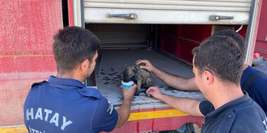Alevler arasında kalan yavru köpek itfaiye ekiplerince kurtarıldı