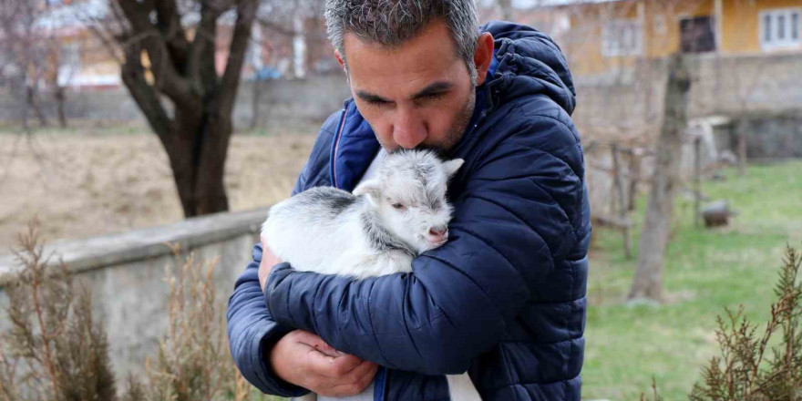 Annesini ayı yiyen ve ölmekten gazeteci tarafından kurtarılan keçi yavrusu büyüdü