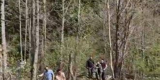 Artvin’de ağaçta mahsur kalan yavru ayı kurtarıldı