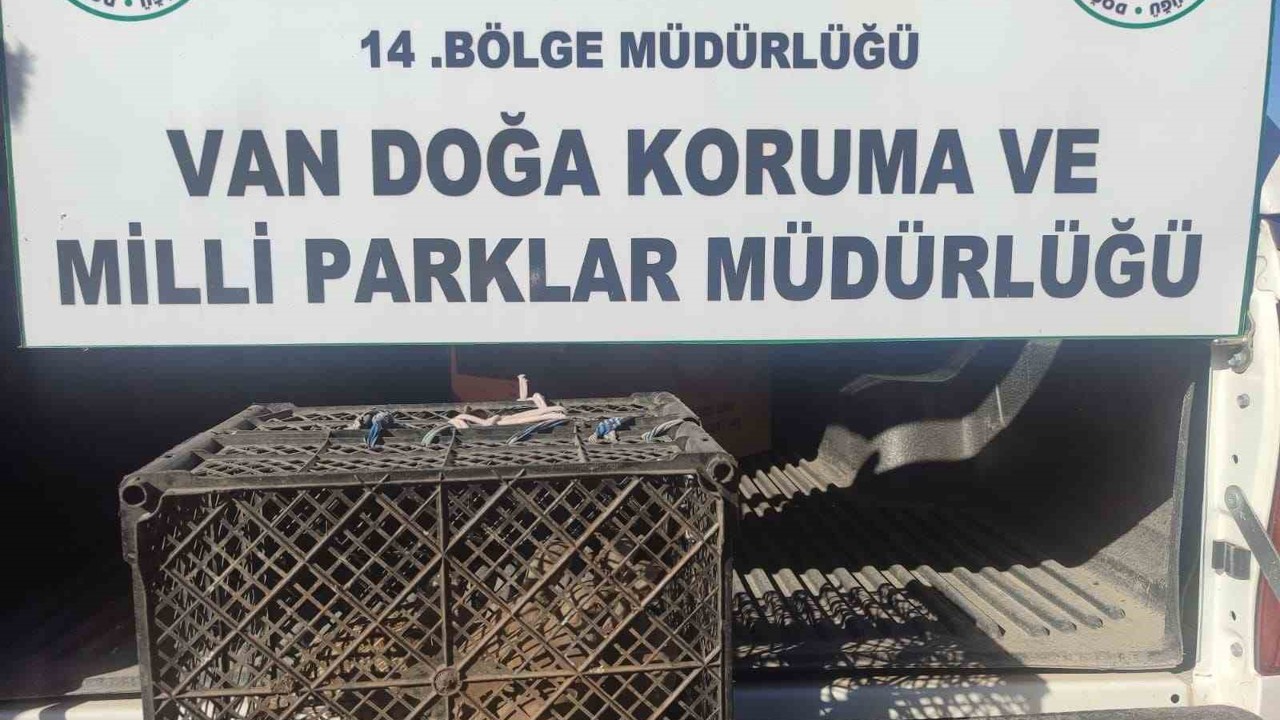 Van’da kafes avcılığı yapan şahsa 53 bin lira cezai işlem uygulanacak
