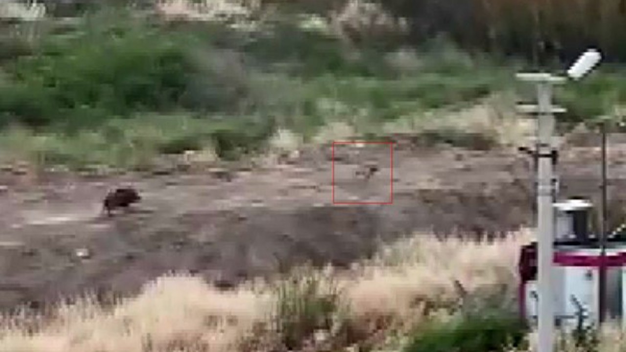 Mersin’de domuz sürüsü köpeği kovaladı: O anlar kamerada
