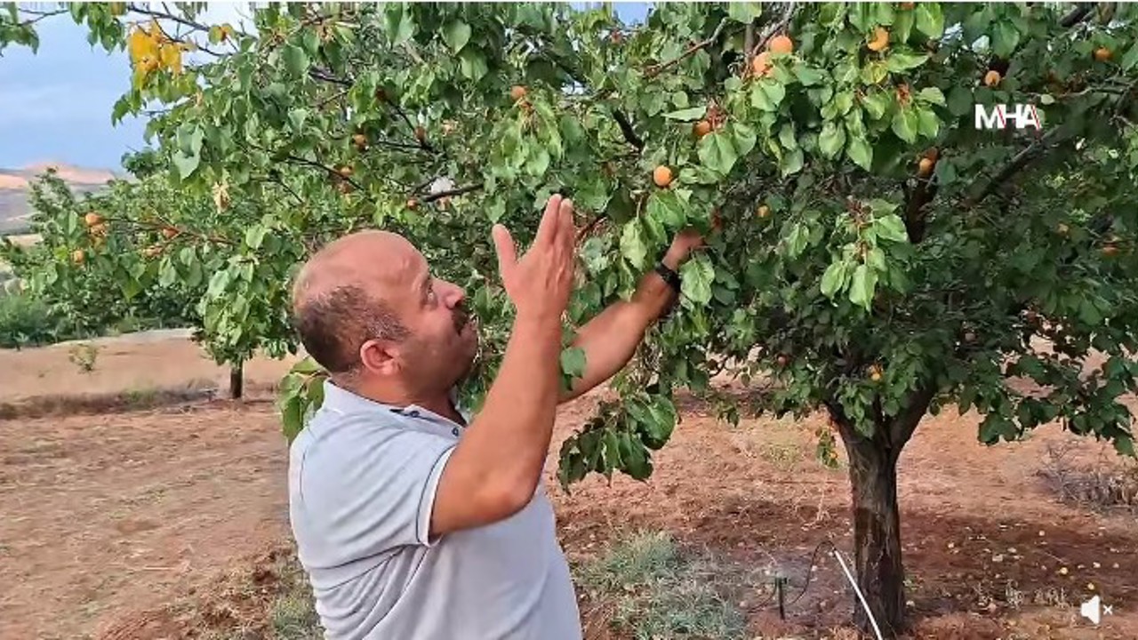 Eylül’ün Sonunda Dalından Taze Kayısı Toplanıyor