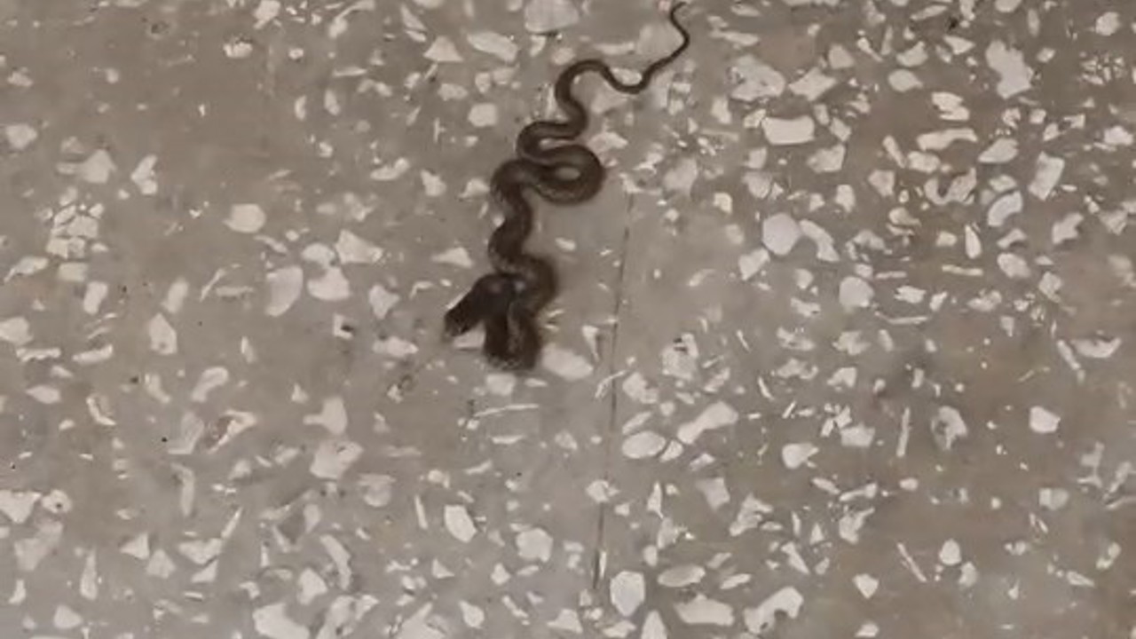 Okul koridorunda yılan paniği
