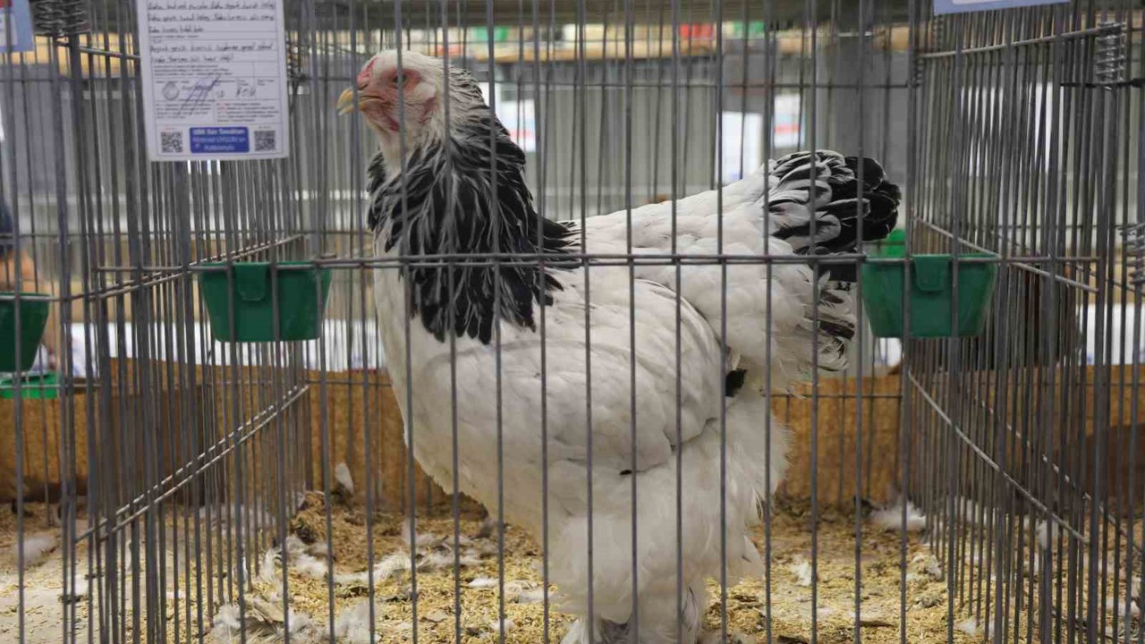 Doğu ve Güneydoğu’nun en güzel horoz ve tavukları belli oldu
