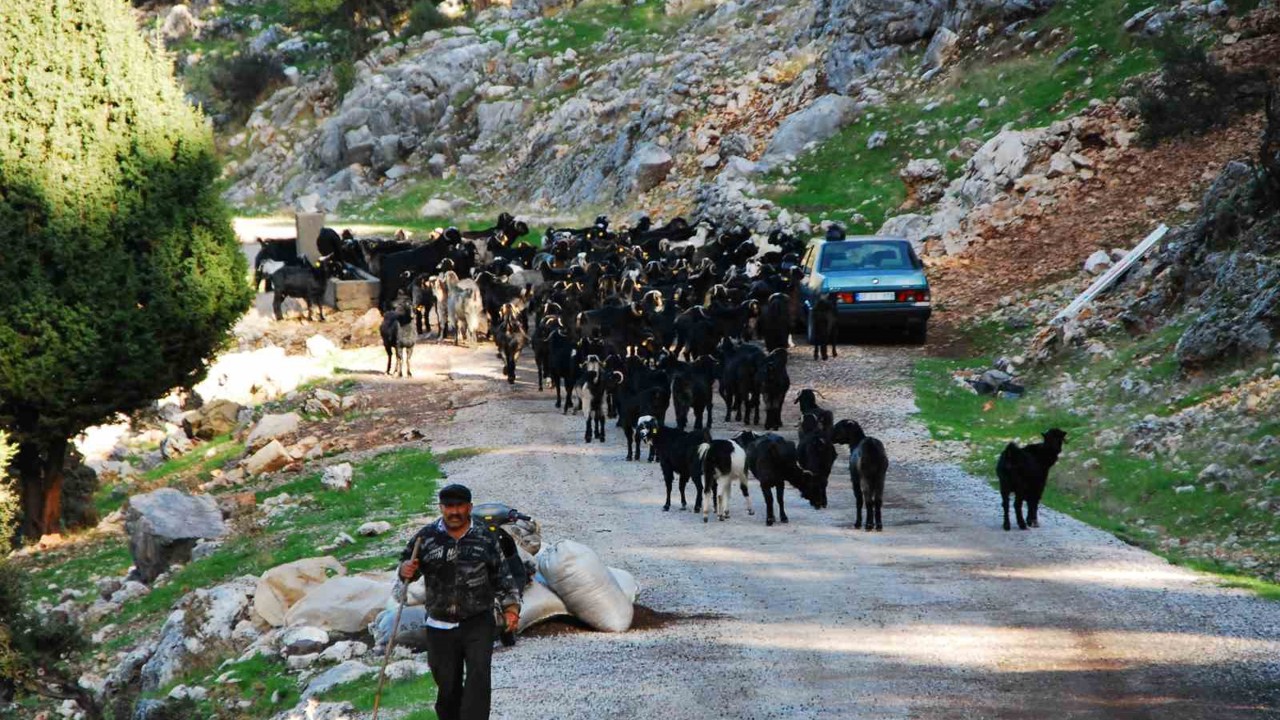 Antalya’da Yörüklerin 4 aydır kaldıkları yaylalardan dönüşleri başladı
