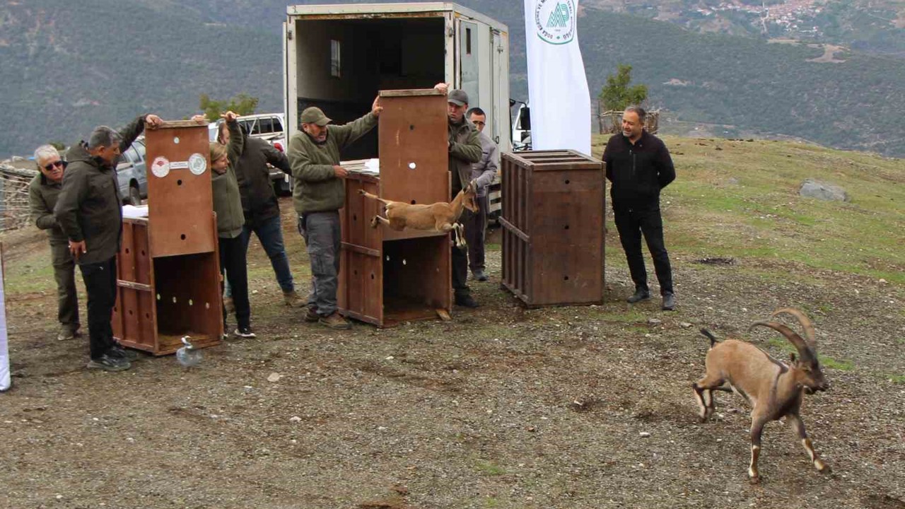 Mersin’de yakalanan 5 yaban keçisi Amasya’da doğaya salındı
