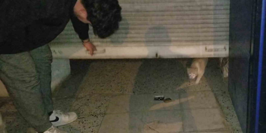 Bakkaldaki hırsızlık şüphelisi kedi çıktı