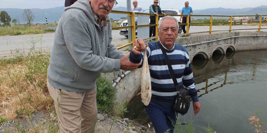 Balıkesir’de doğal sit alanı olan derede balık ölümleri başladı