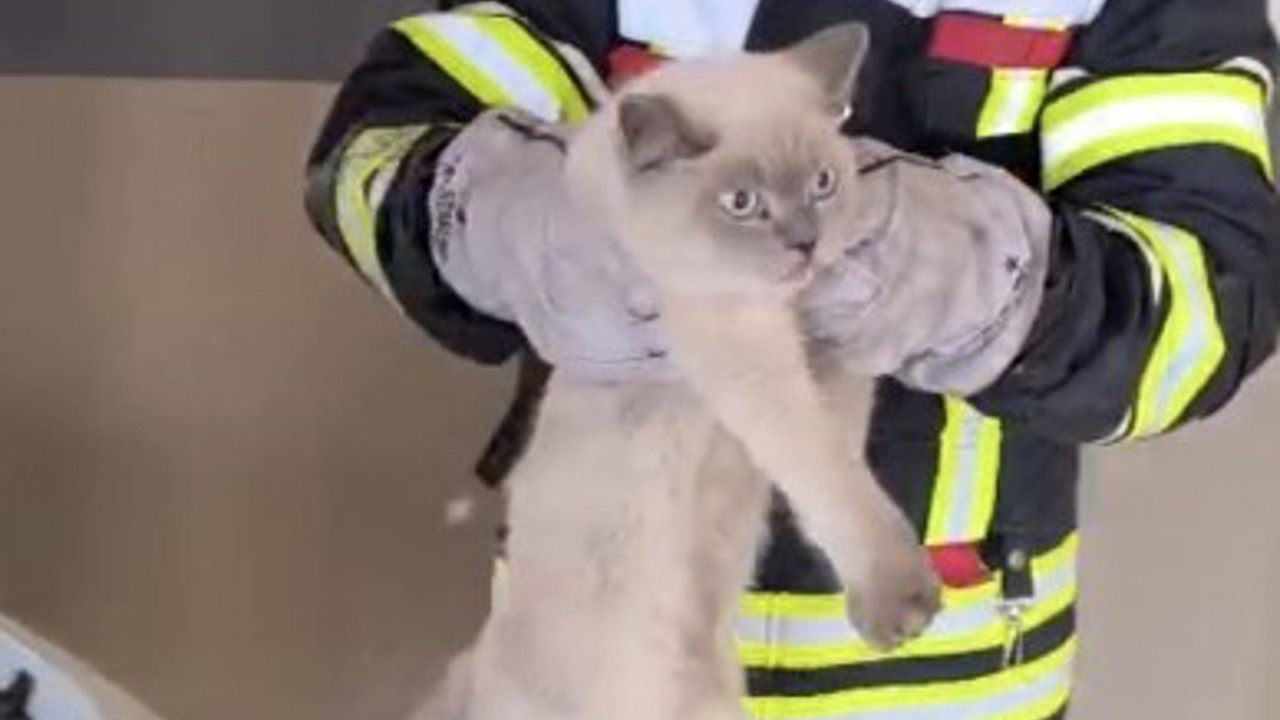 Osmaniye’de araç motoruna sıkışan kedi kurtarıldı
