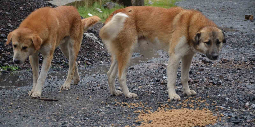 Beytüşşebap’taki sokak köpekleri yalnız bırakılmadı