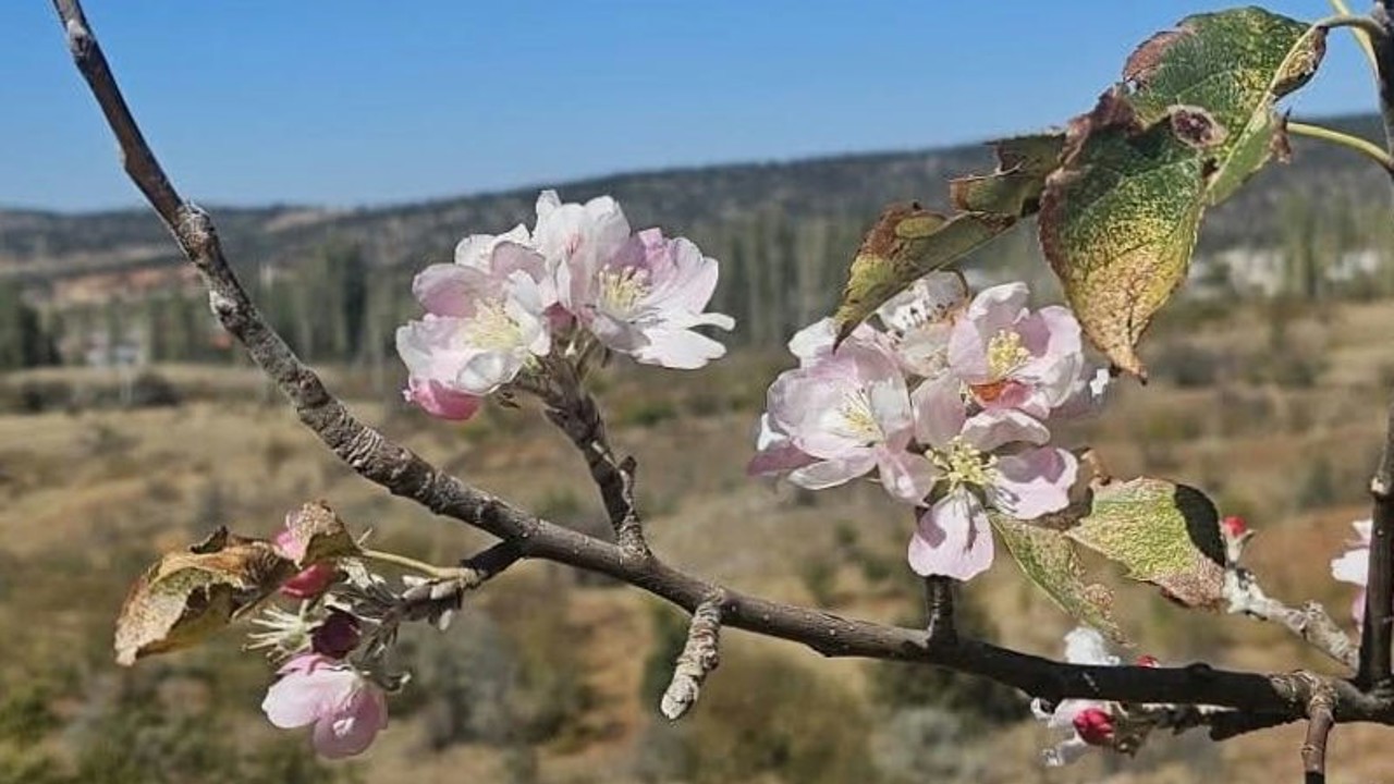 Yağış beklenirken Bozkır’da ağaçlar çiçek açtı
