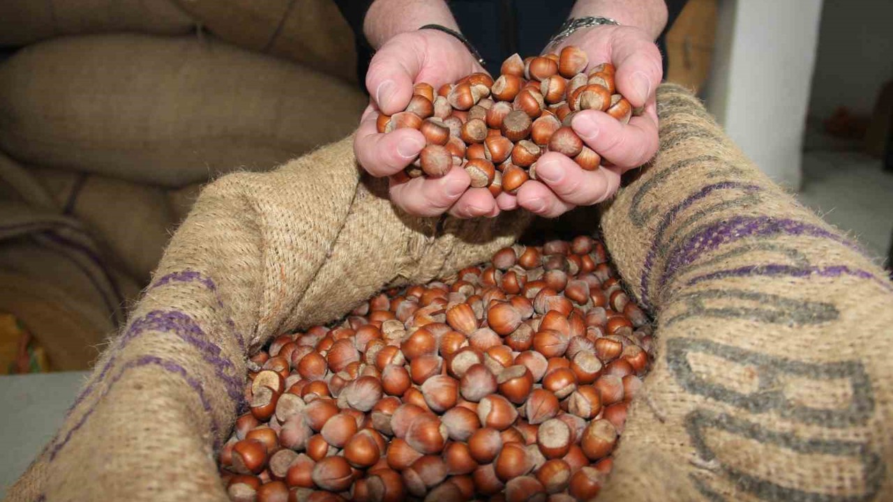 Giresun’da fındık fiyatları haftayı 315 liradan kapattı
