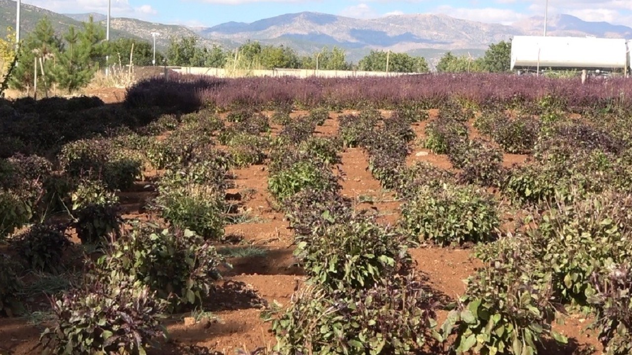 Reyhan tohuma bırakıldı, arılar bal üretti
