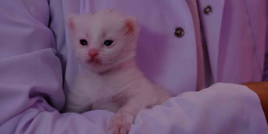 Bu yılın ilk yavru Van kedileri dünyaya geldi