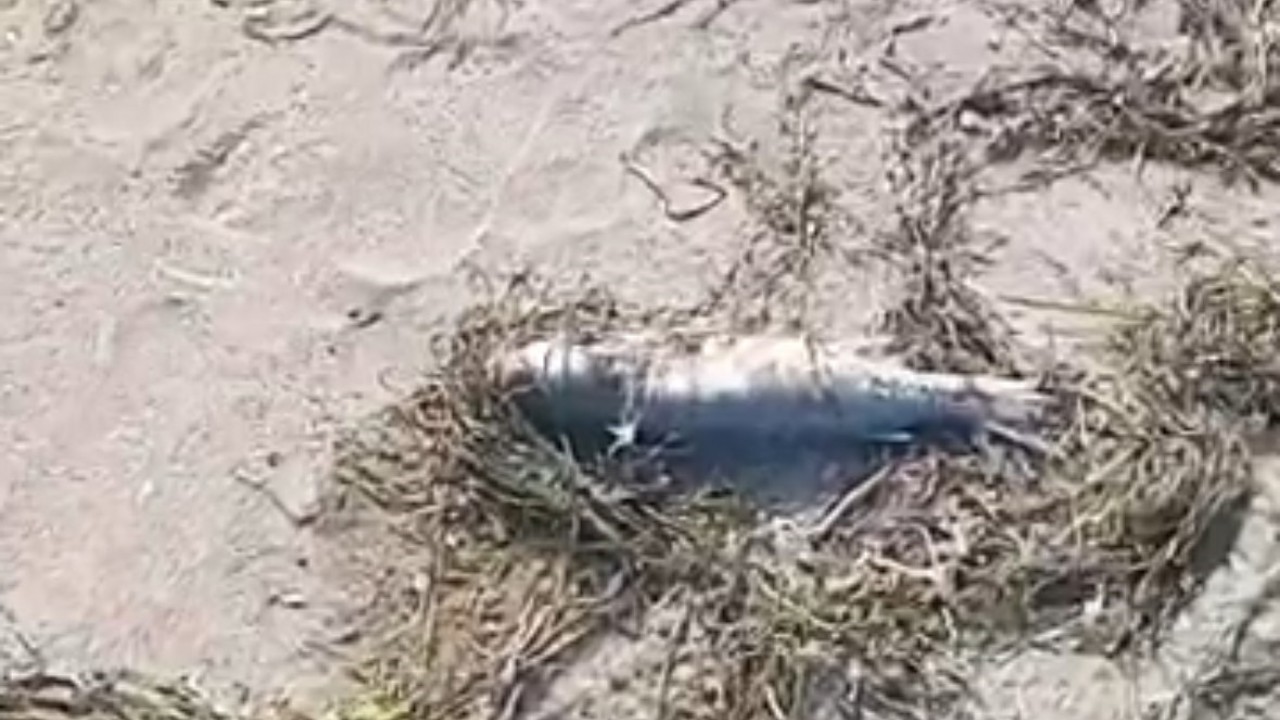 Gönen’de sahilde şüpheli balık ölümleri kameraya yansıdı
