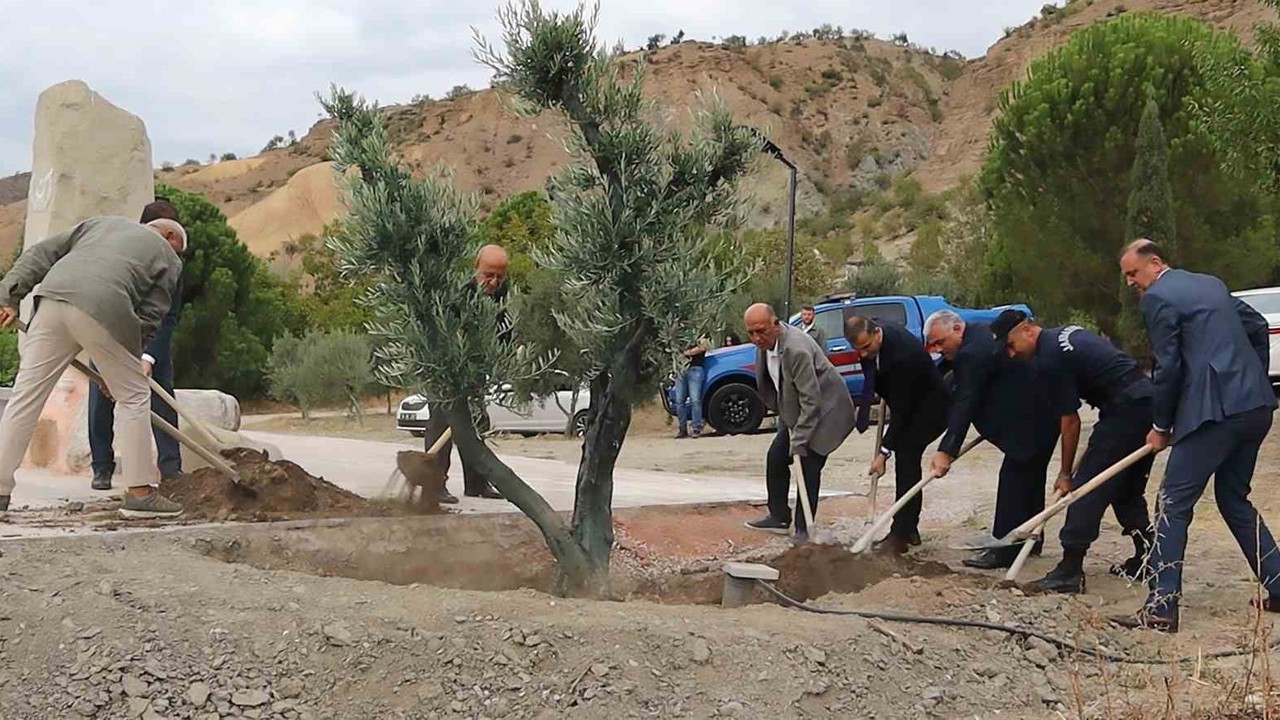 Baltacı Mehmet Paşa anısına asırlık zeytin ağacı dikildi
