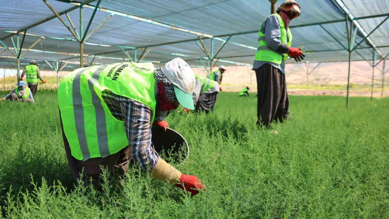 Elazığ’da fidanlar kadınların elinde yeşeriyor
