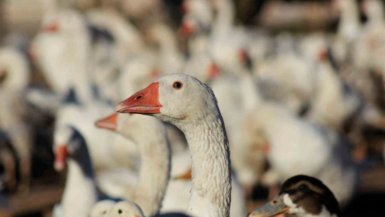 Yozgatlı girişimci 5 kazla başladı, üretimi 850’ye çıkardı
