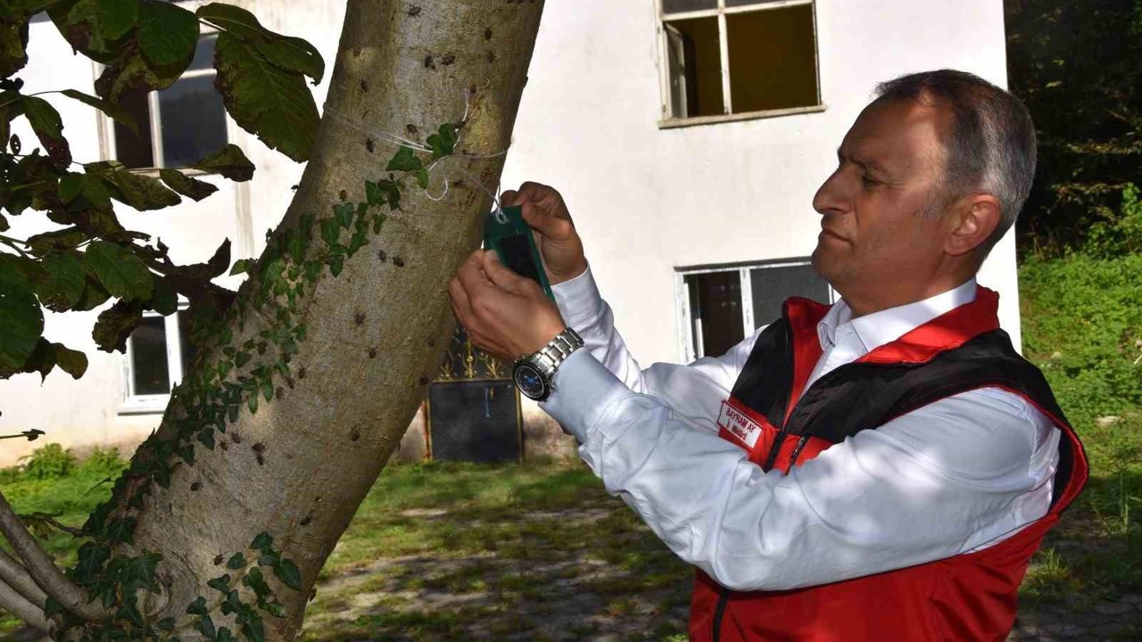 Ordu İl Tarım ve Orman Müdürü Ay: "Kahverengi kokarca ile mücadele aralıksız devam ediyor"
