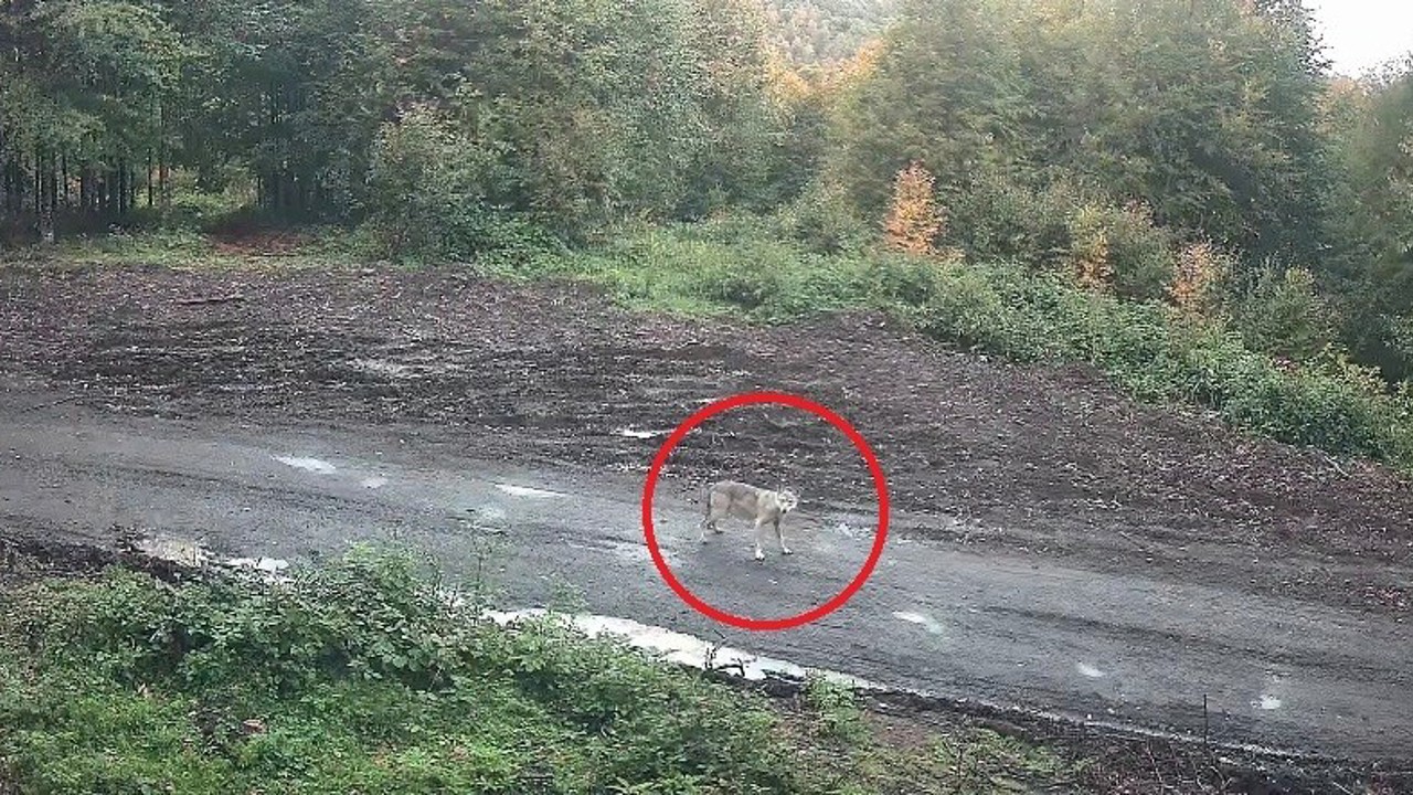 Kurt sürüsü fotokapana takıldı
