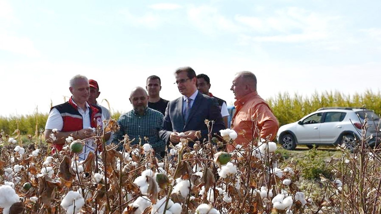 Salihli Ovası’nın ‘Beyaz Altın’ında ilk hasat
