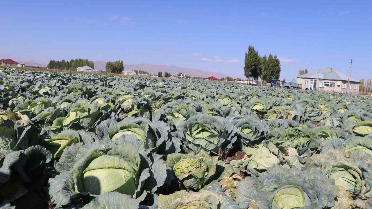Patnos’ta Lahana hasadı başladı
