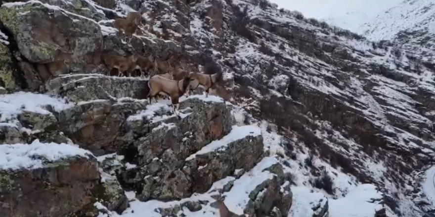 Dağları süsleyen dağ keçileri engebeli arazide drone ile görüntülendi