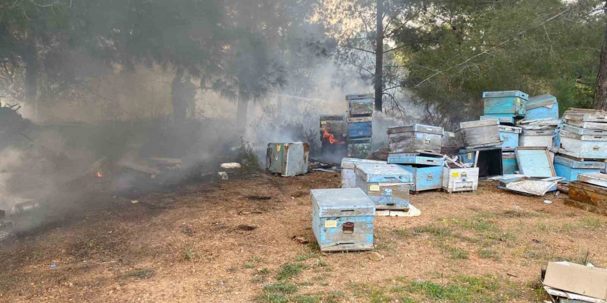Datça’daki orman yangınında arı kovanları zarar gördü