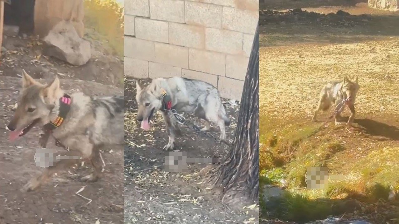 Van’da zincire vurulan kurt kurtarıldı
