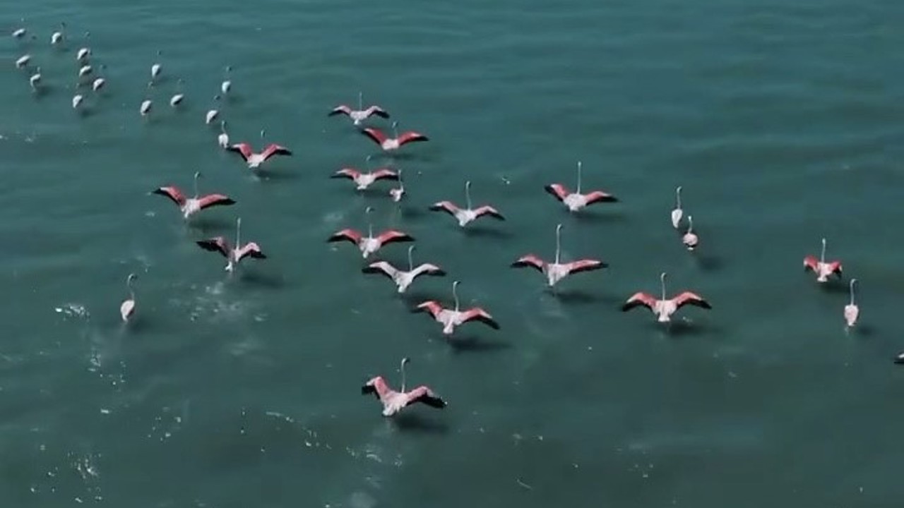Erçek Gölü’nde jandarmadan flamingo nöbeti
