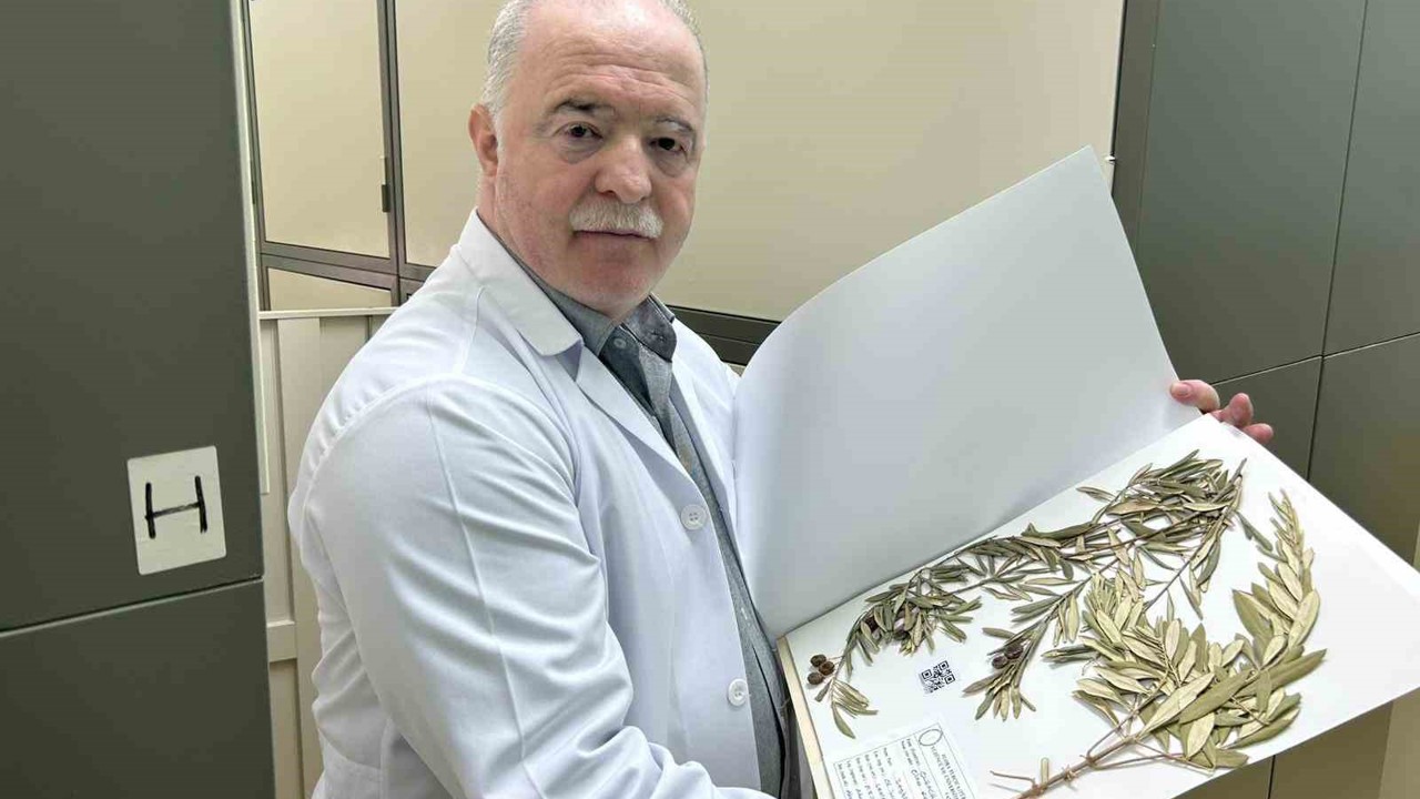 Zeytin ağacından gelen delil: Nuh’un Gemisi Cudi Dağı’nda
