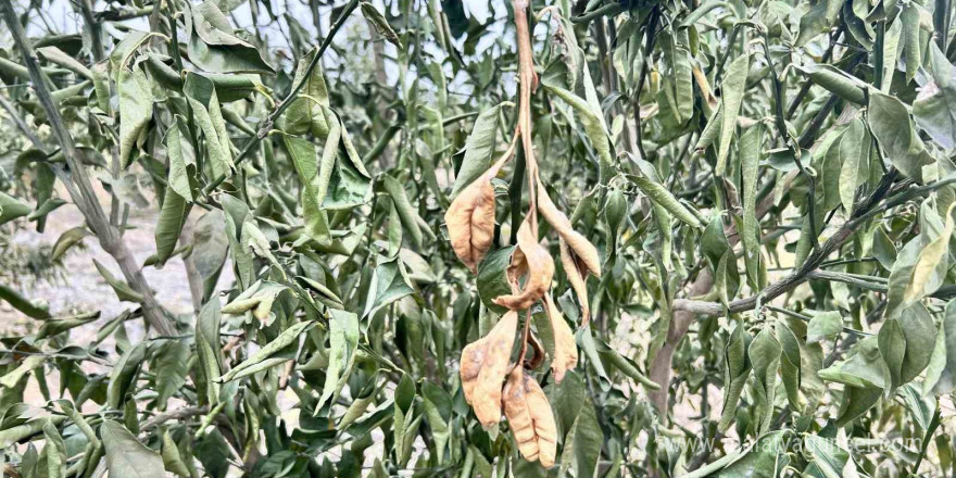 Yaşam