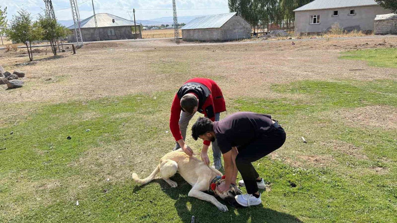 Patnos’ta köpeklere mikroçip ve kuduz aşısı uygulaması
