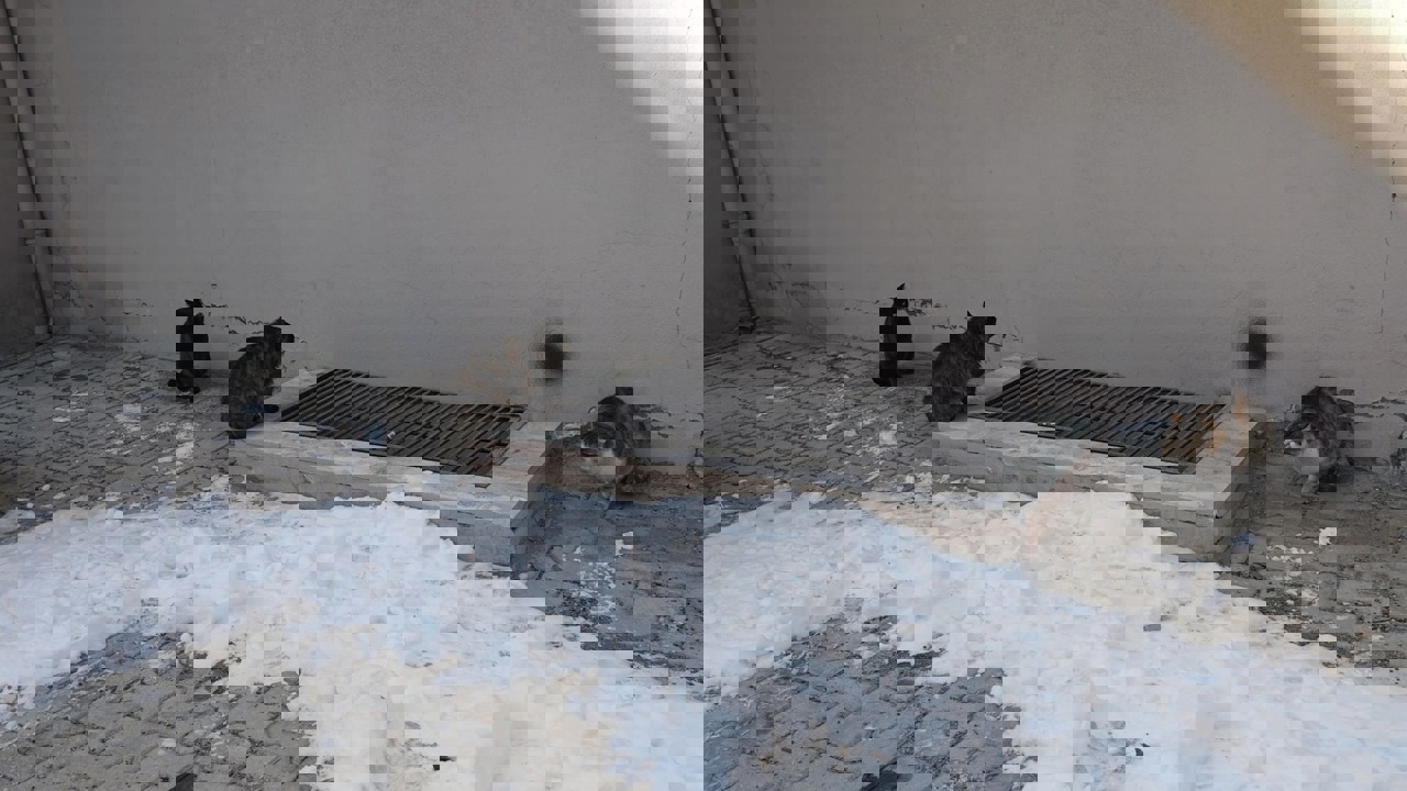 DİKKAT: MALATYA SOKAKLARINDA SESSİZ BİR SOYKIRIM YAŞANIYOR!