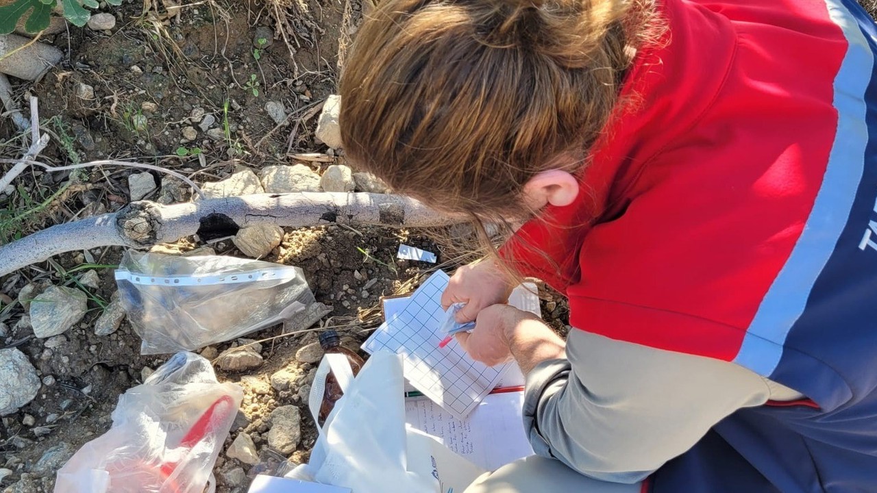 Buharkent’te meyve sineğiyle mücadele aralıksız sürüyor
