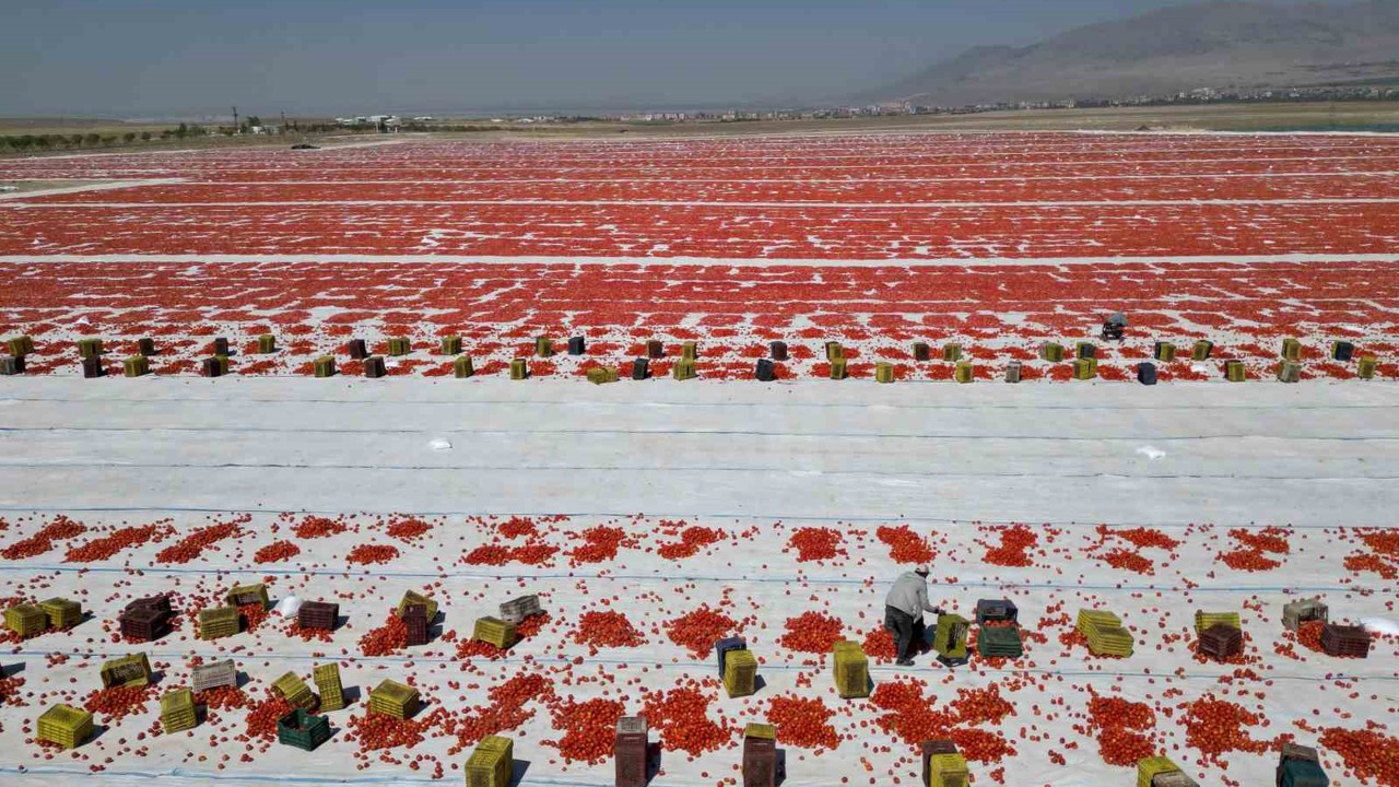Niğde’de güneşte kuruyan domatesler dünya sofralarında
