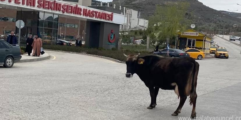 Asayiş