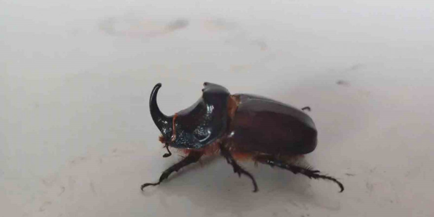 Evinin balkonunda bulduğu gergedan böceğine özel bakım
