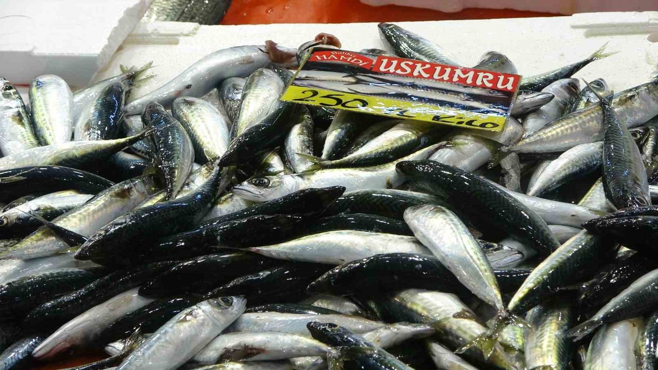 Balıkçılardan müjde: Fiyatlar düştü, ekimde bolluk bekleniyor
