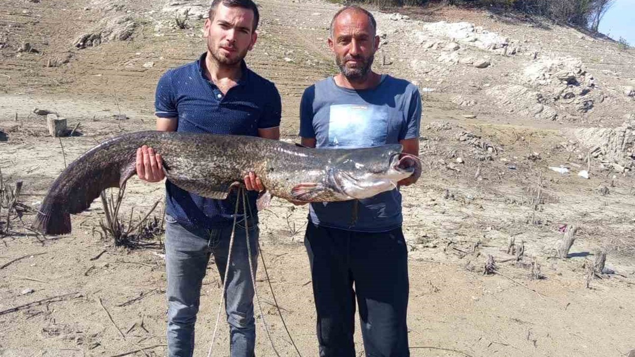 Baraj gölünde dev yayın balığı yakaladılar
