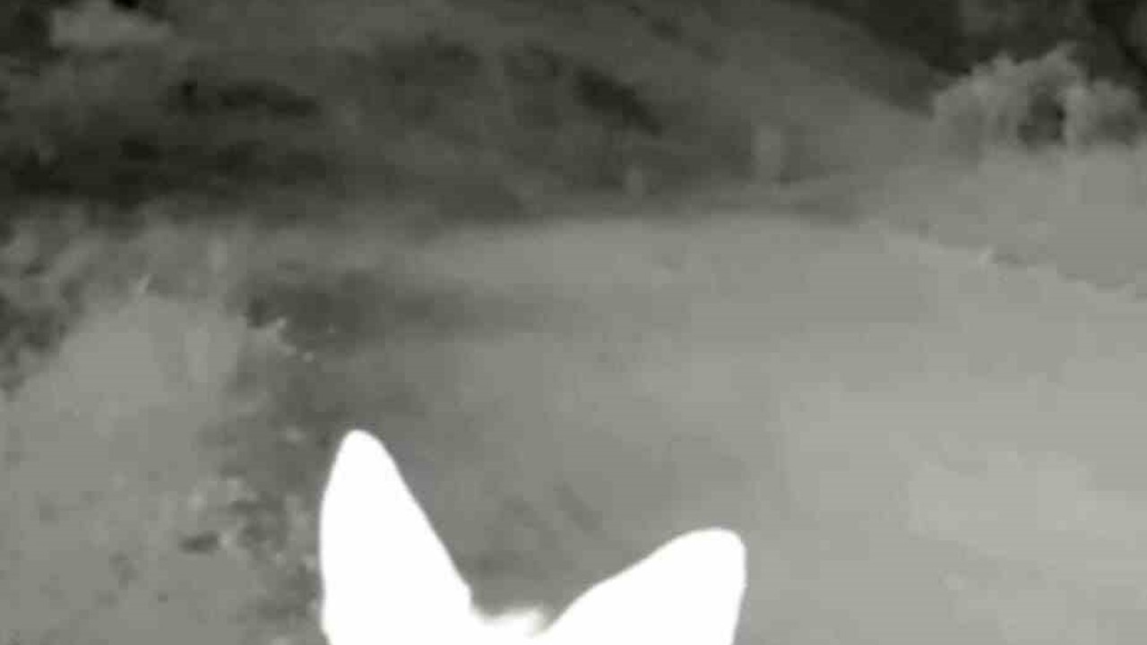 Tunceli’de yaban hayatı kameraya yansıdı
