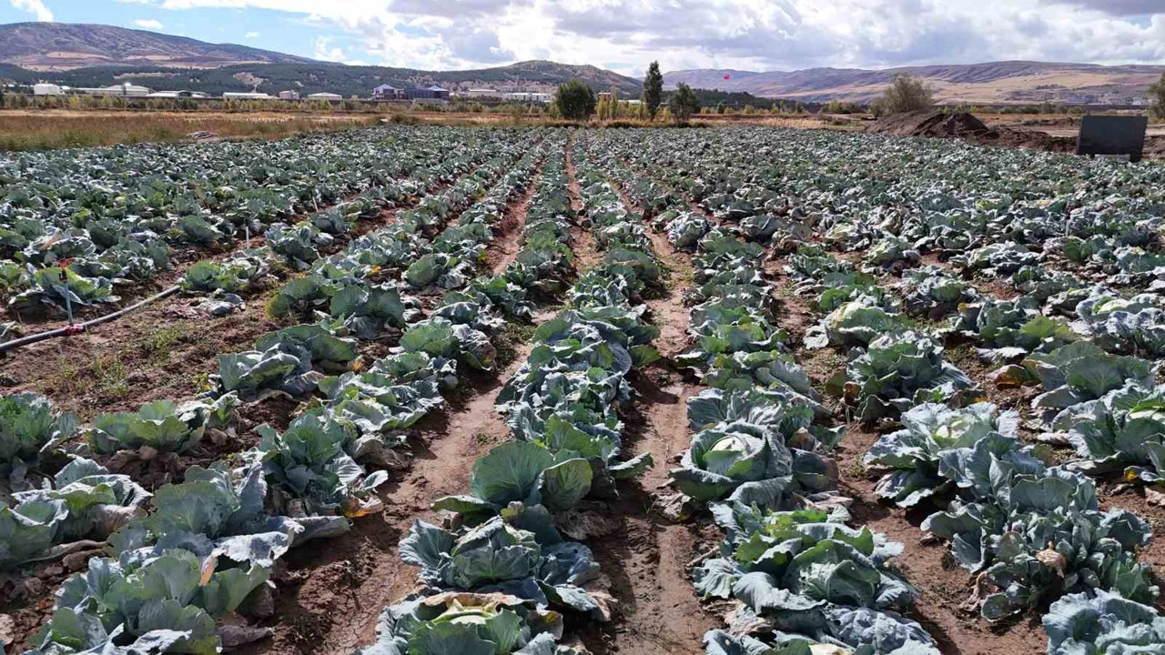 İklim değişikliği dev lahanaları vurdu, çiftçiler büyük hayal kırıklığına uğradı
