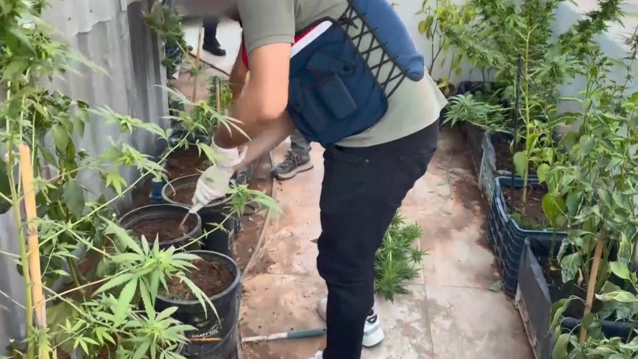 Uyuşturucuyu saksılara ekip evinin çevresine yerleştirmiş
