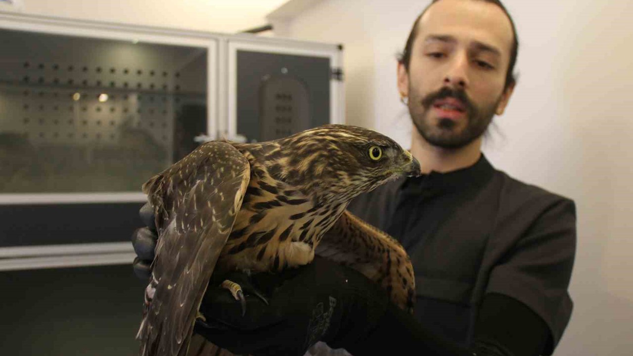 Uzmanı uyardı: "Bulduğunuz yaralı yabani hayvanlara dokunmayın"
